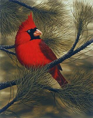 Northern Cardinal by Rick Bainbridge Northern Cardinal by Rick Bainbridge