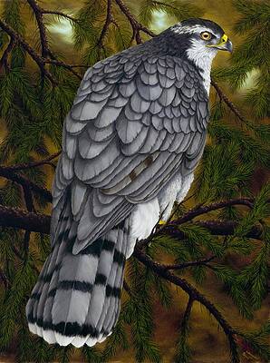 Northern Goshawk by Rick Bainbridge Northern Goshawk by Rick Bainbridge