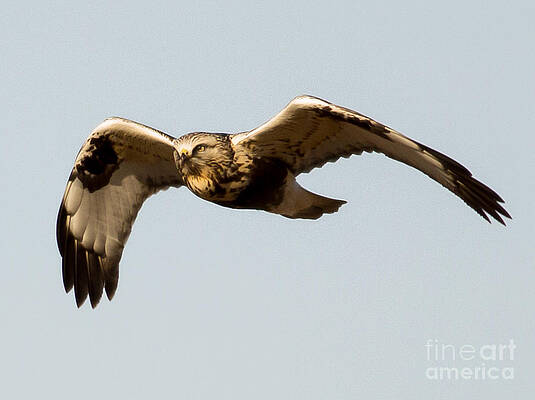 Hawk Photograph - Northern Harrier In Horicon Marsh 3 by Natural Focal Point Photography
