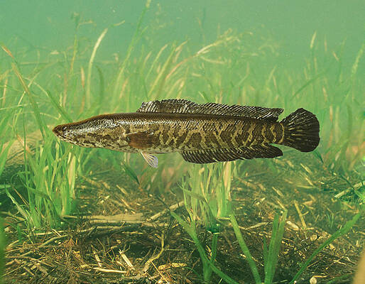 Wall Art - Photograph - Northern Snakehead by USGS and USFWS/ Science Source