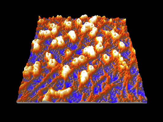 Wall Art - Photograph - Nuclear Pore Complexes by Science Photo Library