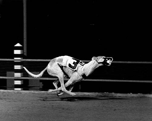14++ Greyhound results full archive best advice
