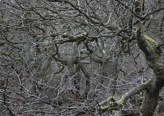 Oak canopy Padley Gorge by Jerry Daniel Oak canopy Padley Gorge by Jerry Daniel