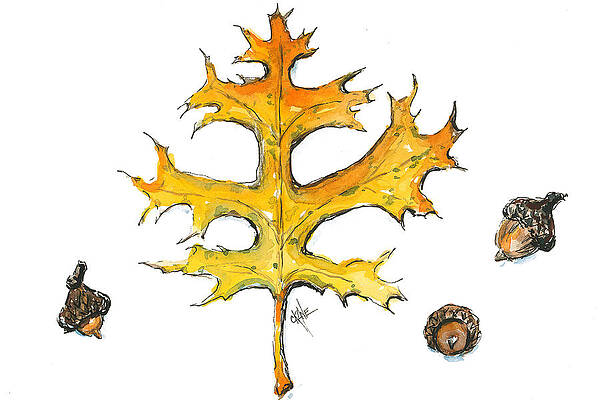 Oak Collection by Christine Camp Oak Collection by Christine Camp