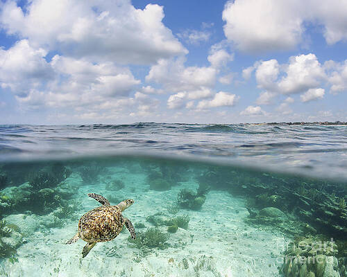 Wall Art - Photograph - Ocean Turtle - Split View by M Swiet Productions