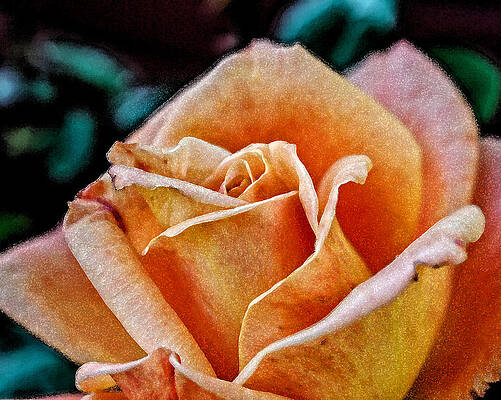 Wall Art - Photograph - October's  Rose DWC by Kevin Anderson