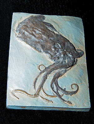 Wall Art - Photograph - Octopus Fossil by Millard H. Sharp