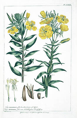 Wall Art - Photograph - Oenothera Parviflora And O. Biennis by Science Photo Library