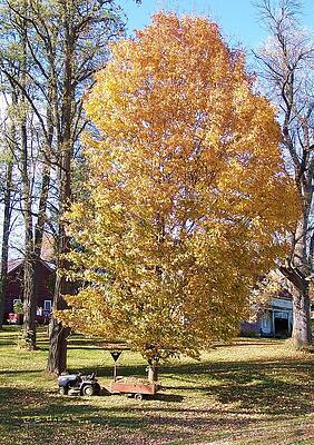 Wall Art - Photograph - Oh Lord Thy Tree Is So Tall and My Cart Is So Small... by R B Harper