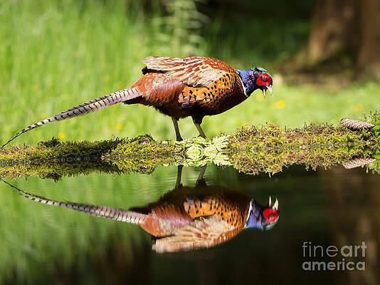 Oh my what a handsome pheasant by Louise Heusinkveld Oh my what a handsome pheasant by Louise Heusinkveld