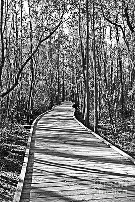 Okefenokee Boardwalk by Southern Photo Okefenokee Boardwalk by Southern Photo