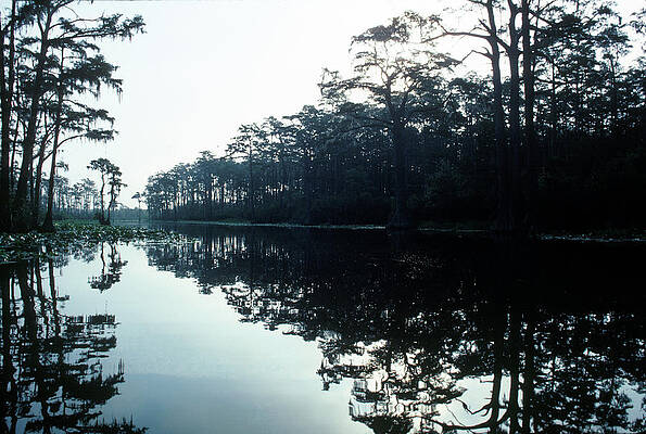 Wall Art - Photograph - Okefenokee Swamp by Jose Azel