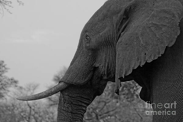Old bull elephant by Mareko Marciniak Old bull elephant by Mareko Marciniak