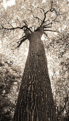 Old Cottonwood by Jessica Osborne