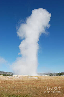 Old Faithful over grassy field by Susan Montgomery Old Faithful over grassy field by Susan Montgomery