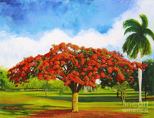 Old Flamboyan by Jose Manuel Abraham Old Flamboyan by Jose Manuel Abraham