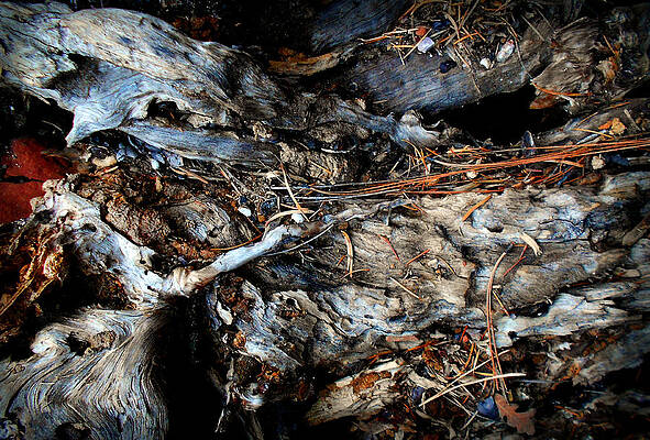 Wall Art - Photograph - Old Tree Number 1 by Peter Cutler
