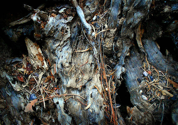 Wall Art - Photograph - Old Tree Number 2 by Peter Cutler