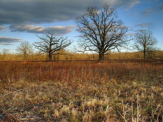 Old Trees by Mother Turtle Photography Images by Marsia Shuron