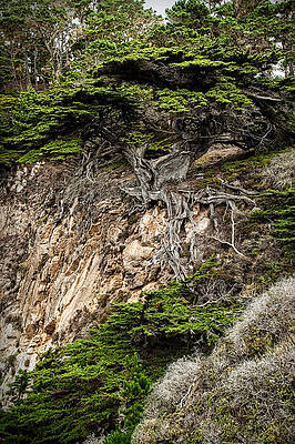 Old Veteren Cypress Tree by George Buxbaum Old Veteren Cypress Tree by George Buxbaum