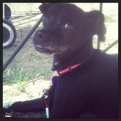 Wall Art - Photograph - #olddog #sadie #chihuahua #mutt by Theresa Kidd