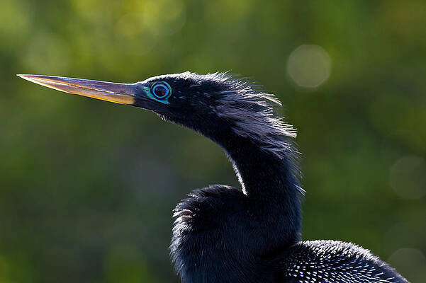 Florida Photograph - Ole Blue Eyes by Natural Focal Point Photography