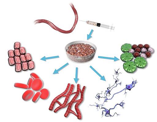 Wall Art - Photograph - Omnipotent Stem Cells by Science Photo Library