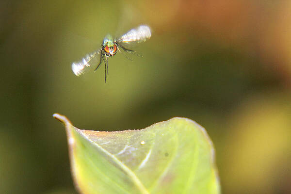 Wall Art - Photograph - On Approach for Landing by Jason Politte