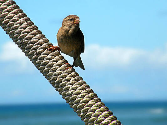 Wall Art - Photograph - On the Lookout by Micki Findlay