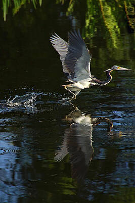 Wall Art - Photograph - On the Run by Leda Robertson
