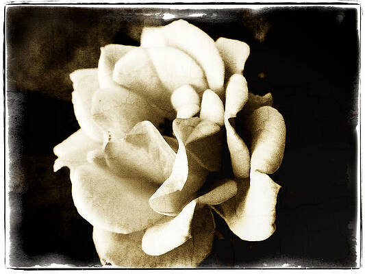 One Fragile Rose by Tanya Jacobson-Smith