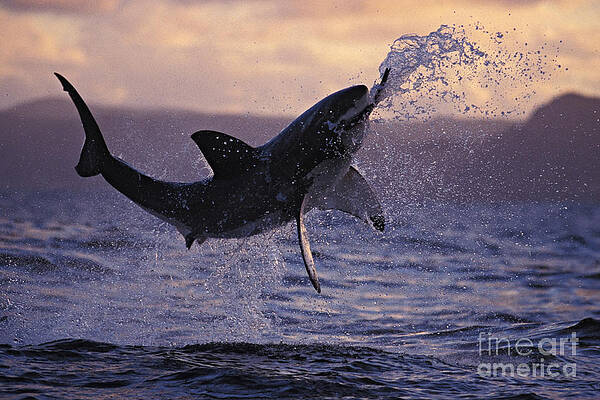 Wall Art - Photograph - One Great White Shark Jumping Out Of Ocean In An Attack At Dusk by Brandon Cole