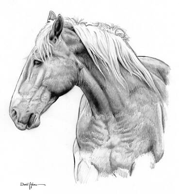 Wall Art - Drawing - One Horse Daniel Adams  by Daniel Adams