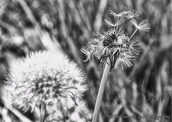 ONE II plus another by Pam Ellis ONE II plus another by Pam Ellis