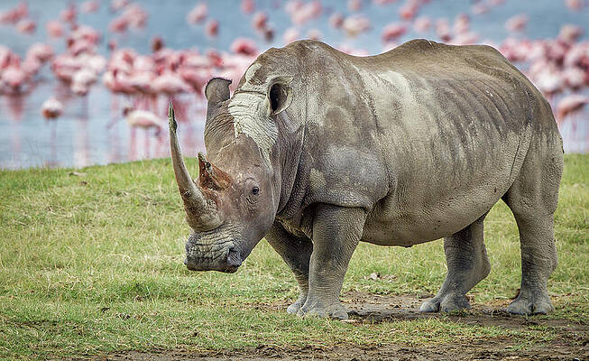 Rhino and Flamingos at Lake Nakuru Print