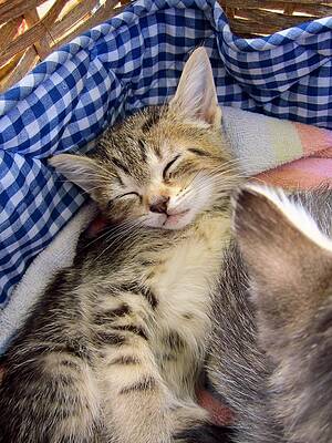 One Sleepy Kitten by Cynthia Clark One Sleepy Kitten by Cynthia Clark