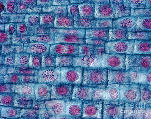 Wall Art - Photograph - Onion Root Mitosis by Eye of Science