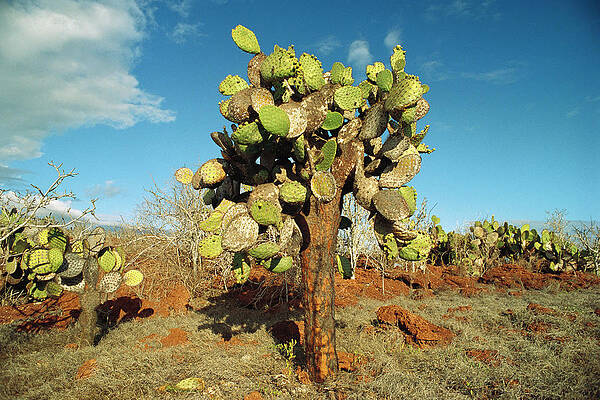 https://render.fineartamerica.com/images/images-profile-flow/400/images-medium-large-5/opuntia-cactus-galapagos-islands-gerry-ellis.jpg