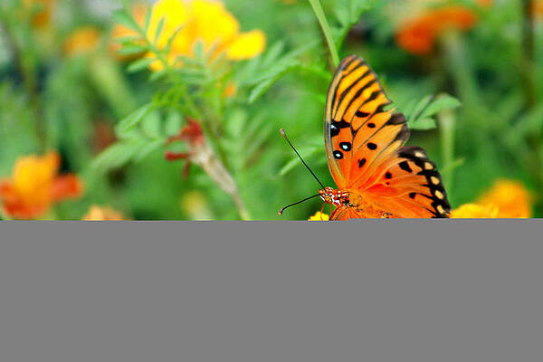 Orange and Black Butterfly by Michelle Mansfield