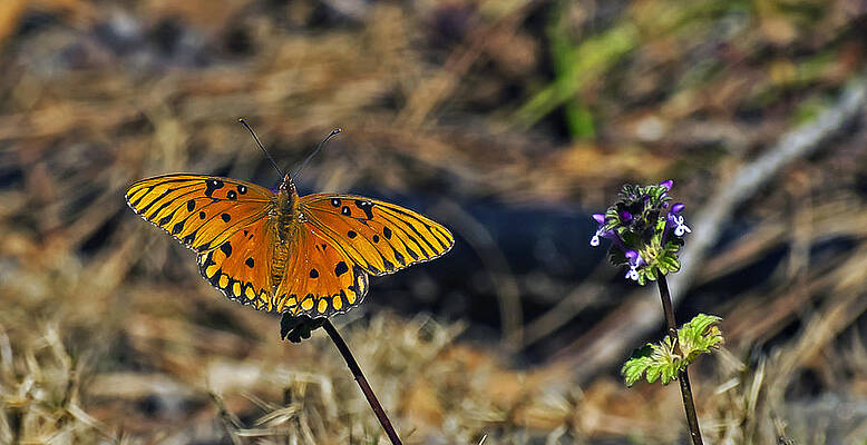 Gulf Fritillary Butterfly on a Weed Bloom by Michael Whitaker Gulf Fritillary Butterfly on a Weed Bloom by Michael Whitaker
