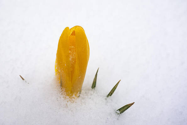 Wall Art - Photograph - Orange crocus covered with snow by Matthias Hauser