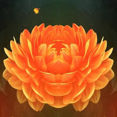 Orange Dahlia by Miguel Atencio