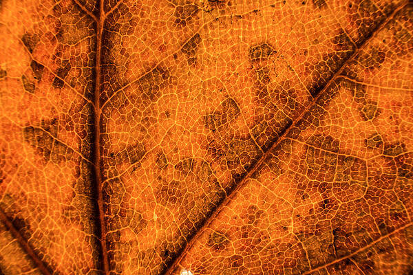 Orange leaf by Dan Marasco