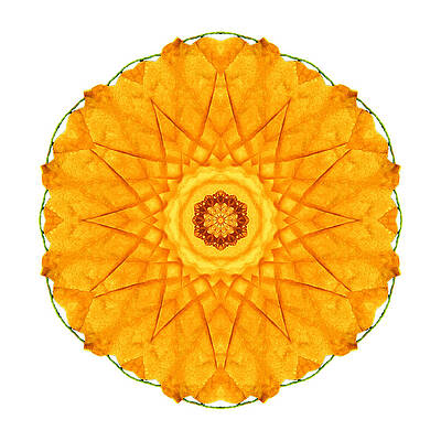 Orange Nasturtium I Flower Mandala White by David J Bookbinder Orange Nasturtium I Flower Mandala White by David J Bookbinder