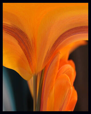Orange Tulip Tower by Jim Baker Orange Tulip Tower by Jim Baker