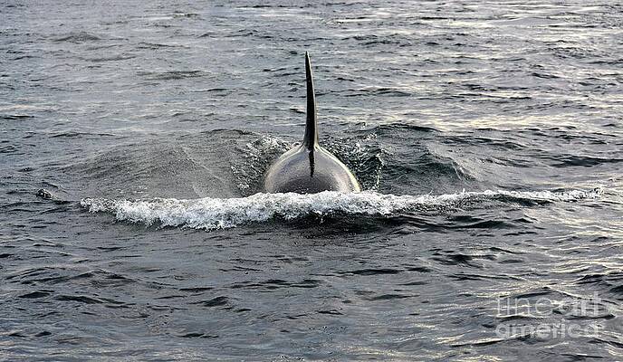 Orca Approach by Gayle Swigart Orca Approach by Gayle Swigart