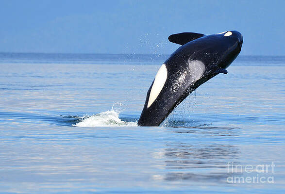 Orca near Vancouver by Susan Montgomery Orca near Vancouver by Susan Montgomery