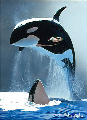 Orcas by Joe Roselle Orcas by Joe Roselle