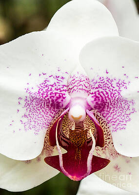 Orchid 1 of 3 by Brad Marzolf Photography Orchid 1 of 3 by Brad Marzolf Photography
