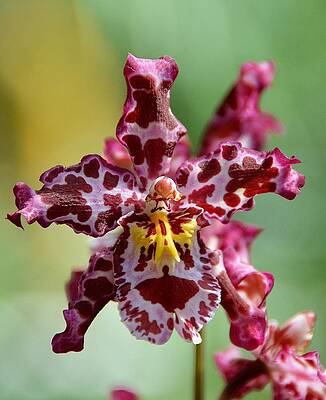 Orchid by David Earl Johnson Orchid by David Earl Johnson